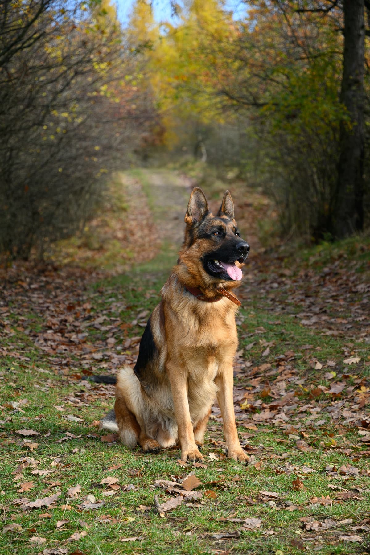 German Shepherd Dog